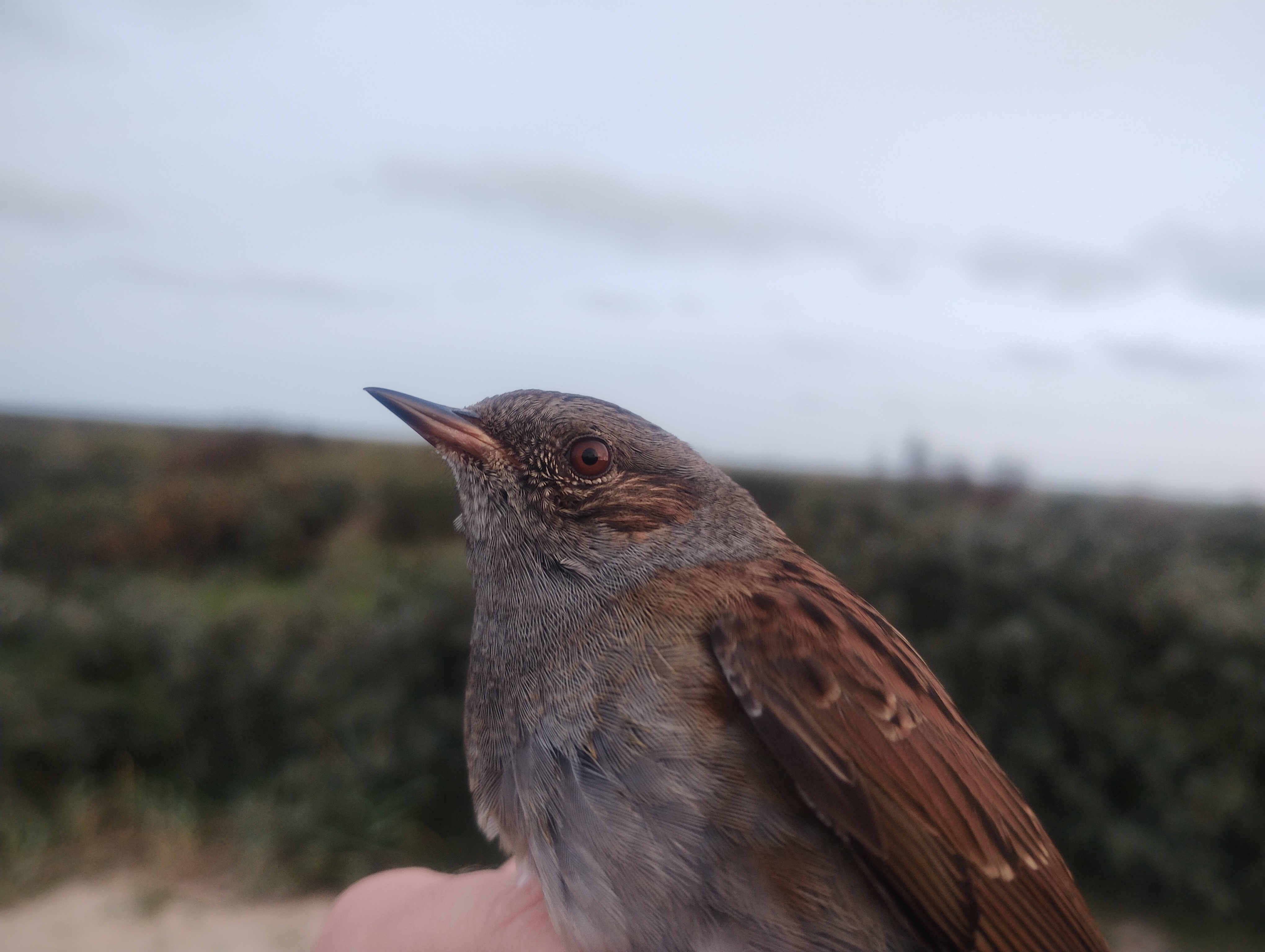 01.10.23 Dunnock