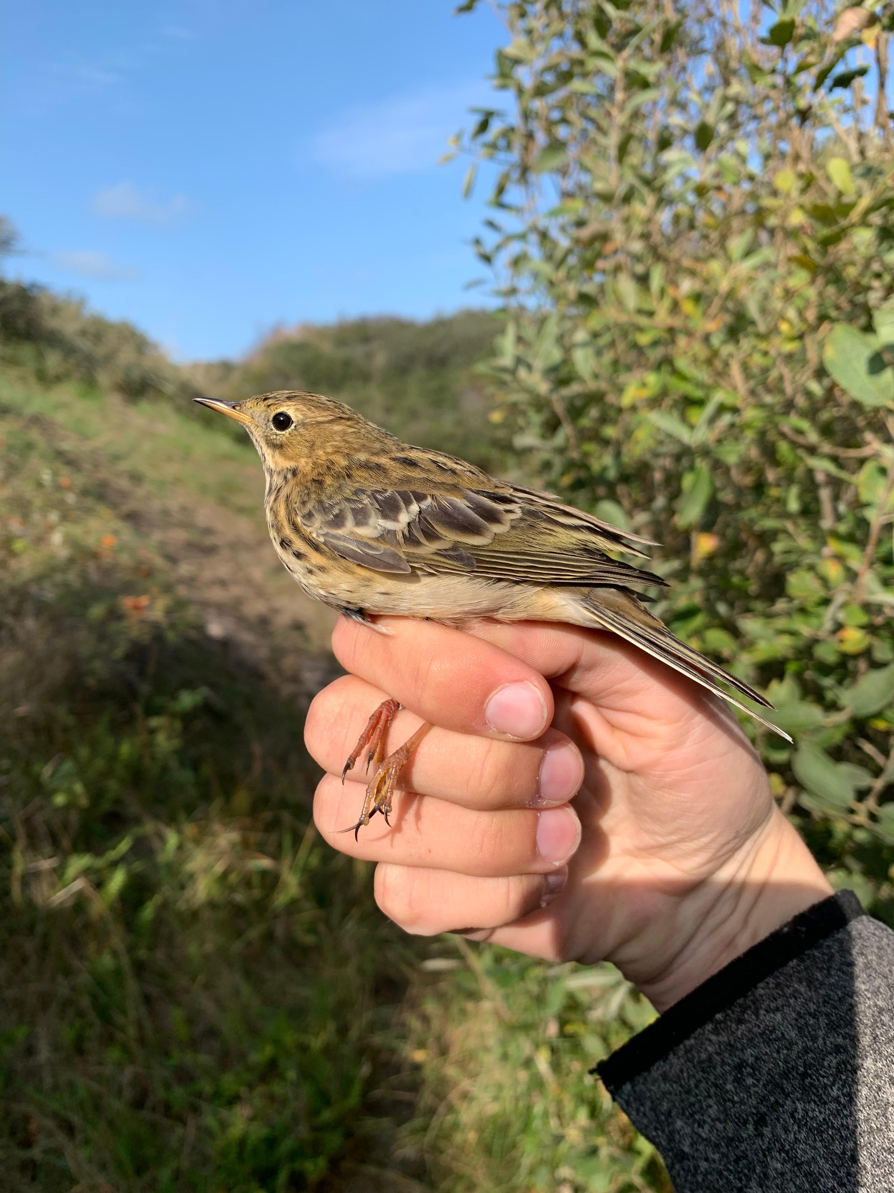01.10.23 Meadow pipit