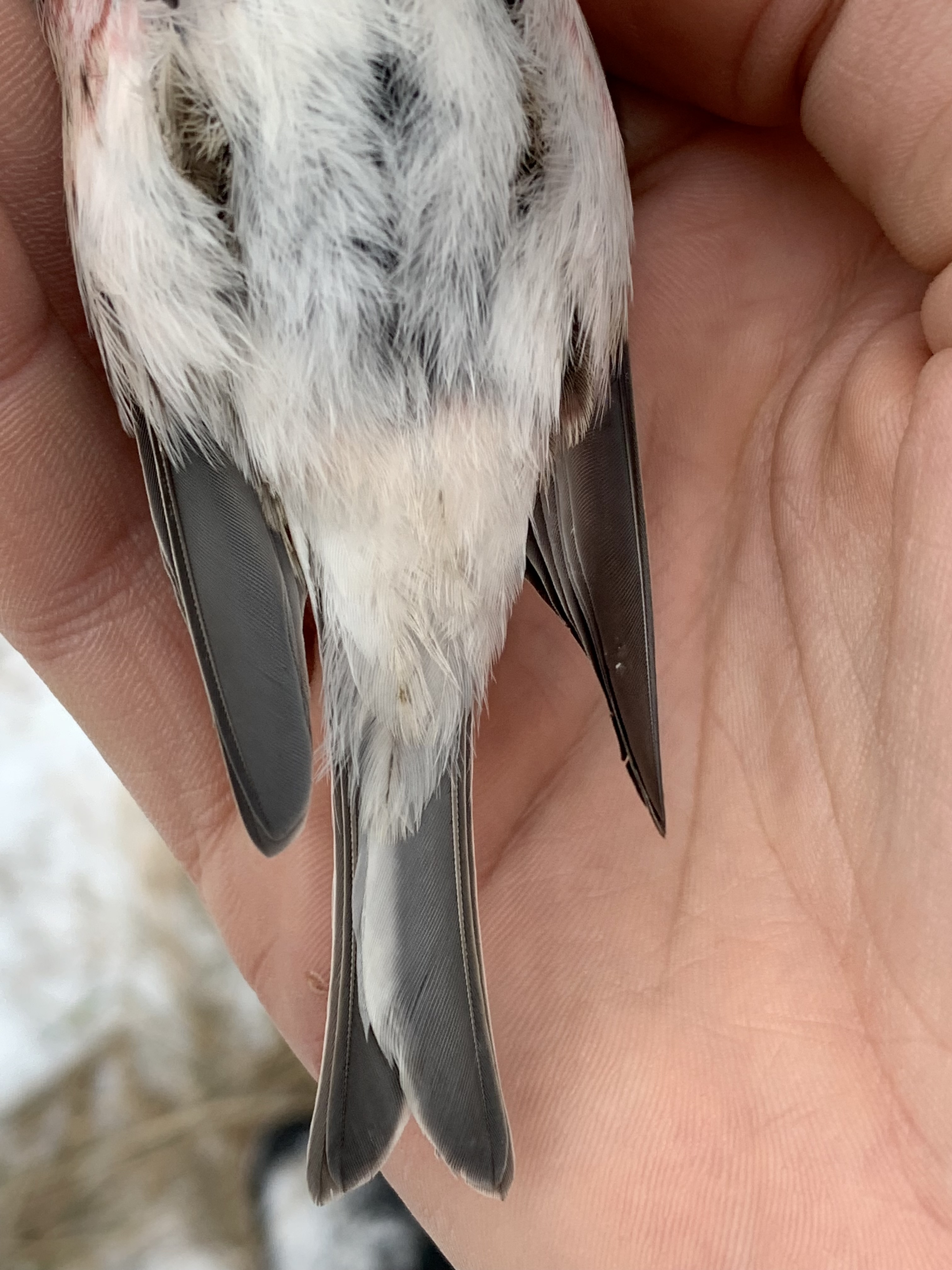 02122023 redpolls 1