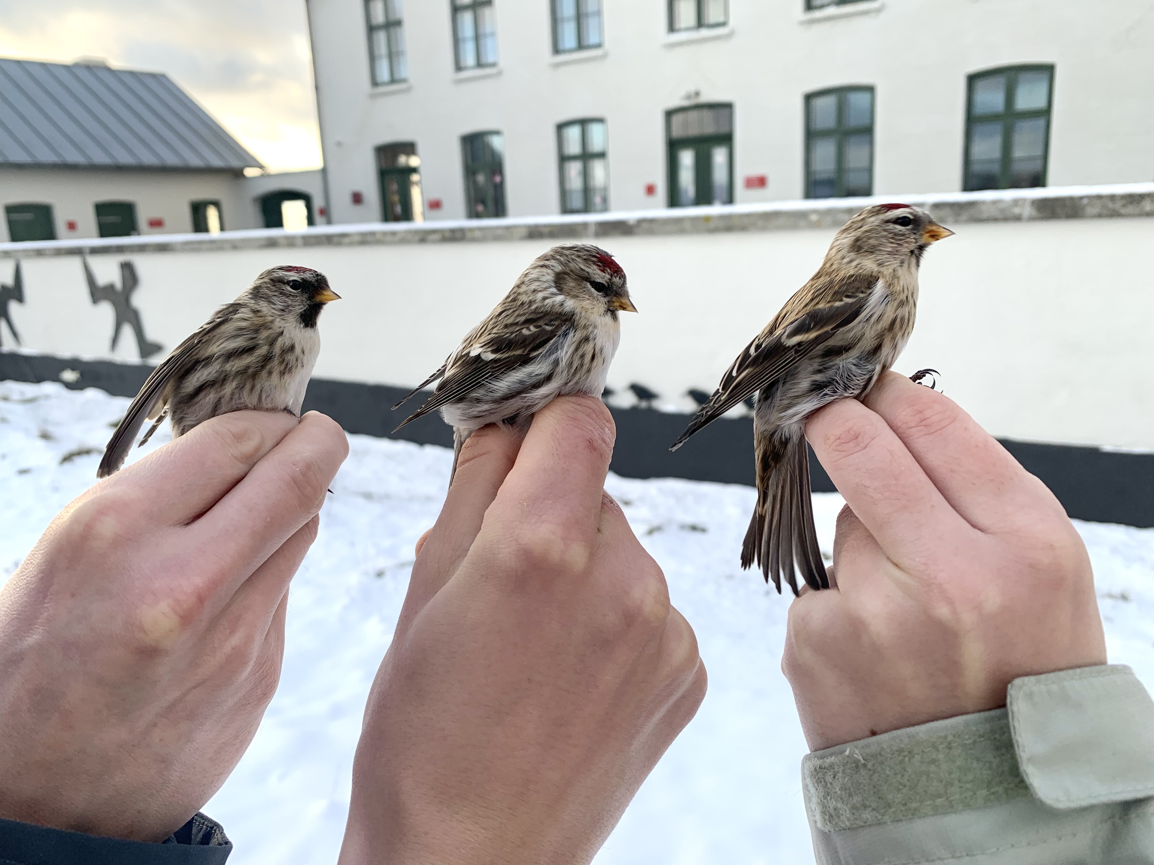 02122023 redpolls 3