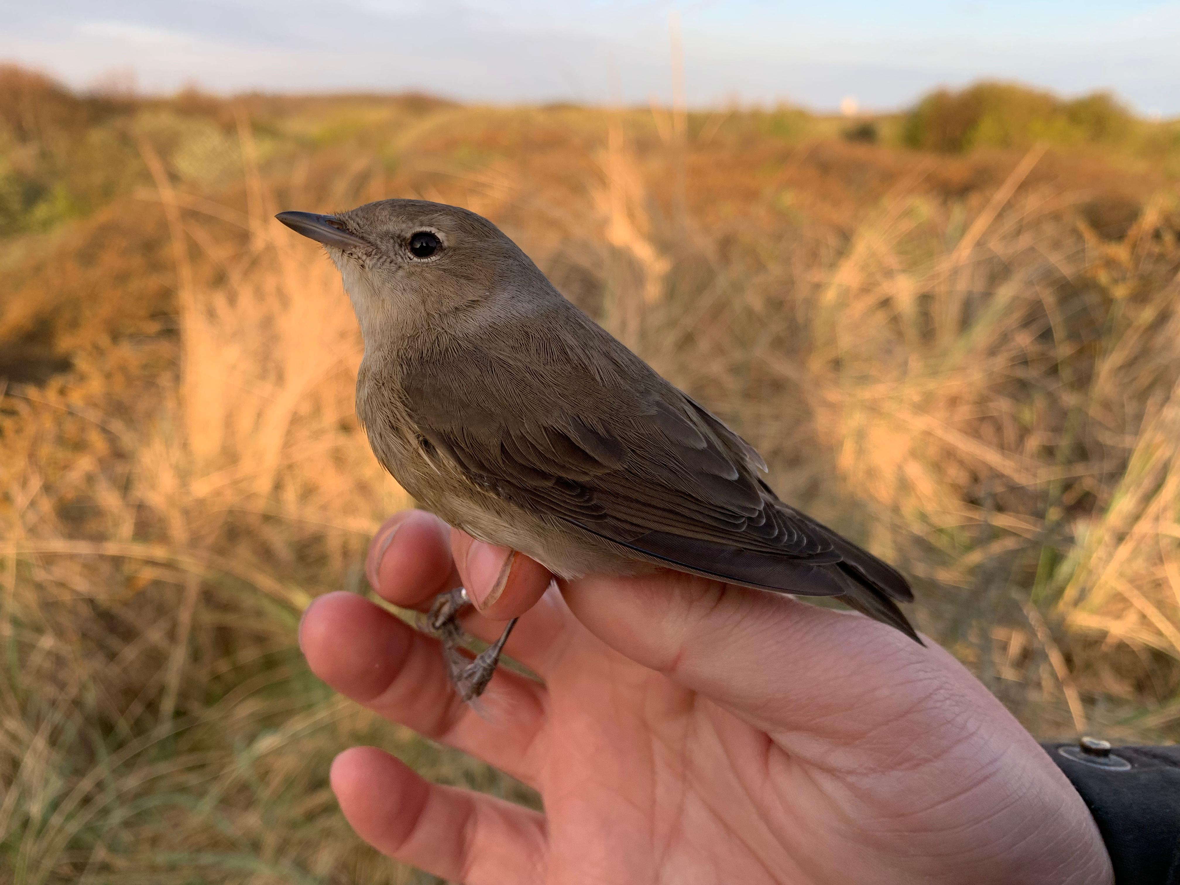 05.05.24 Garden Warbler