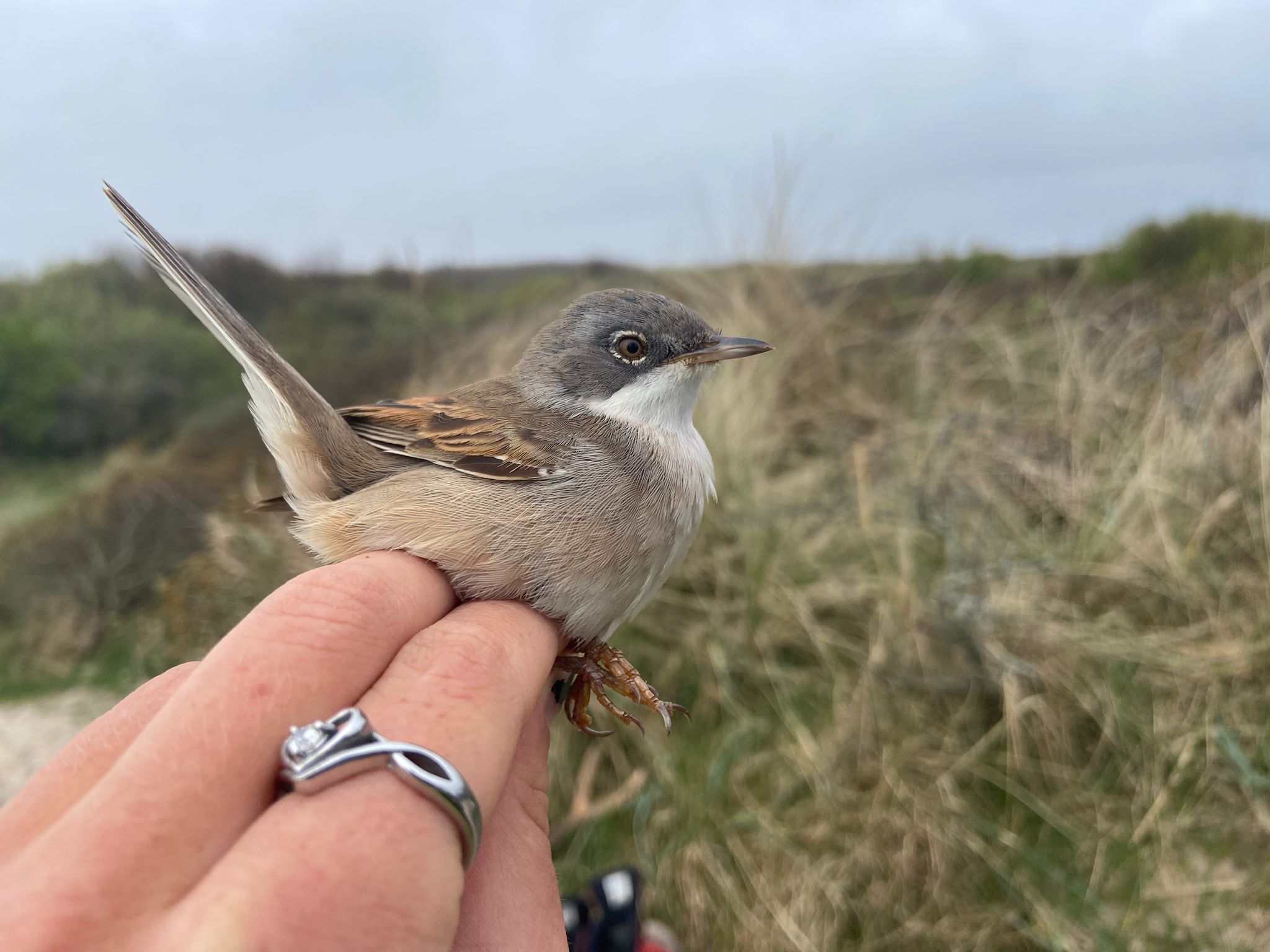 05.05.24 Whitethroat