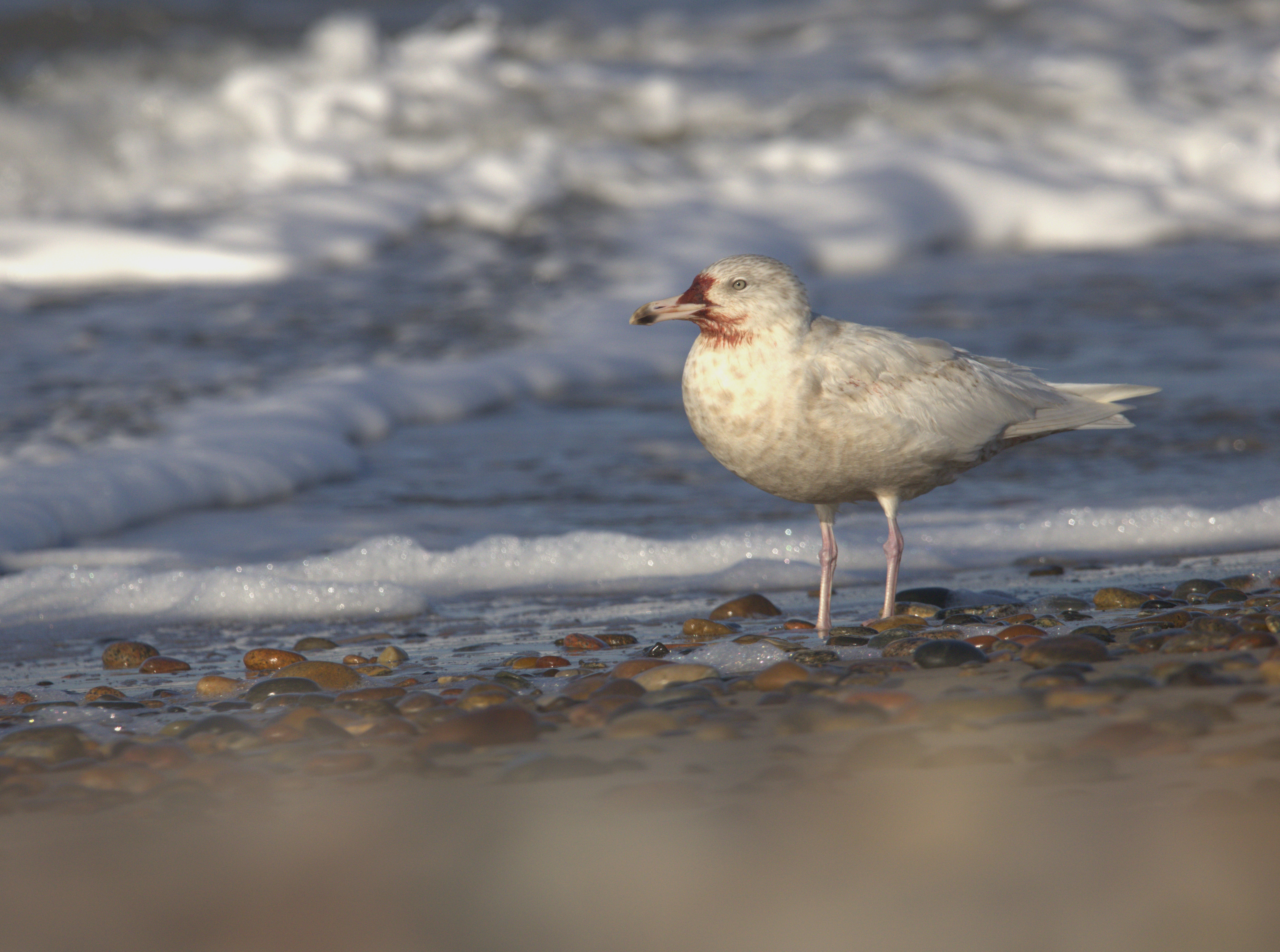 06 03 2025 glacous gull