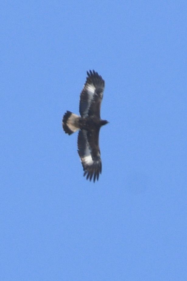 07.04.24 Golden eagle