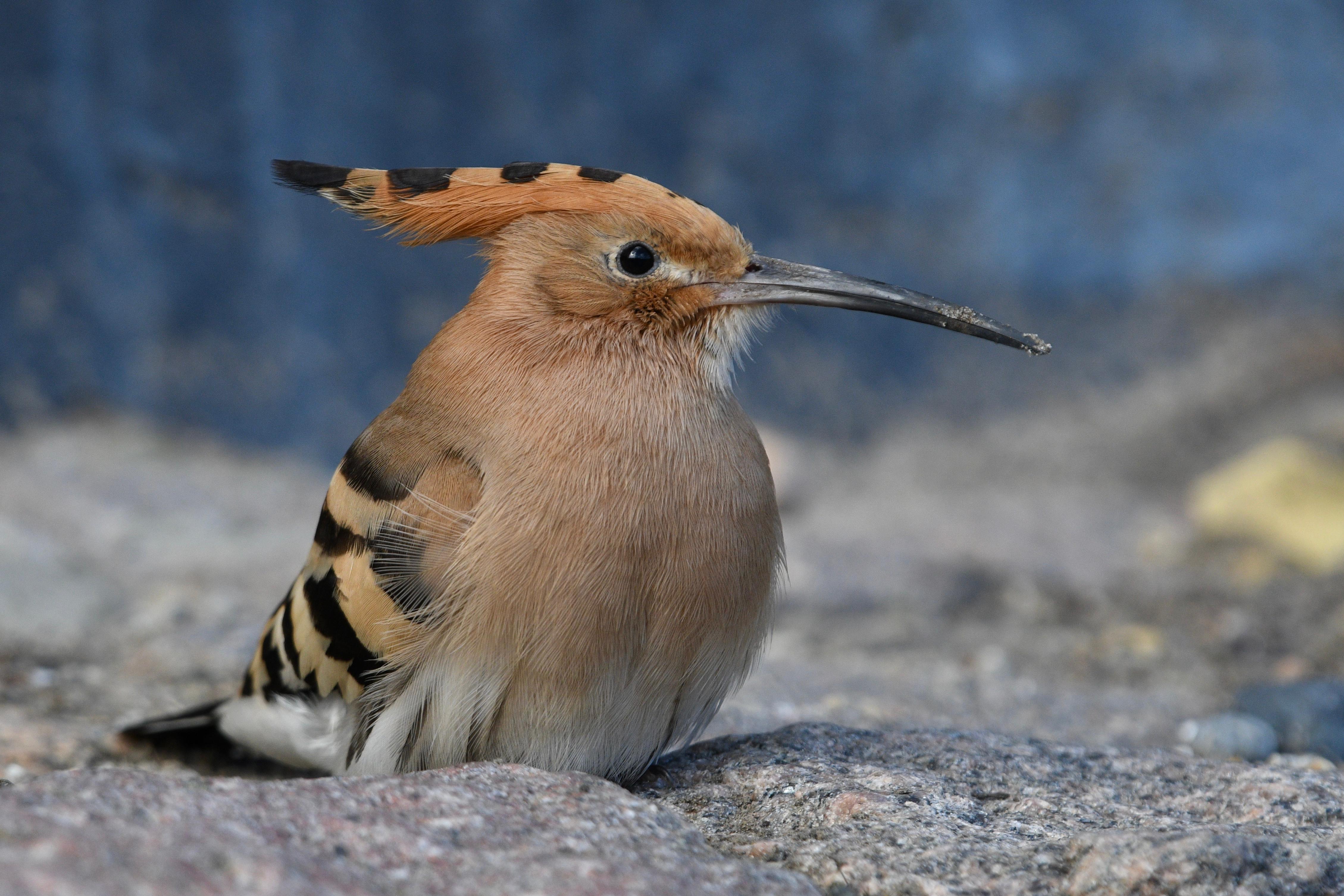 07.04.24 Hoopoe