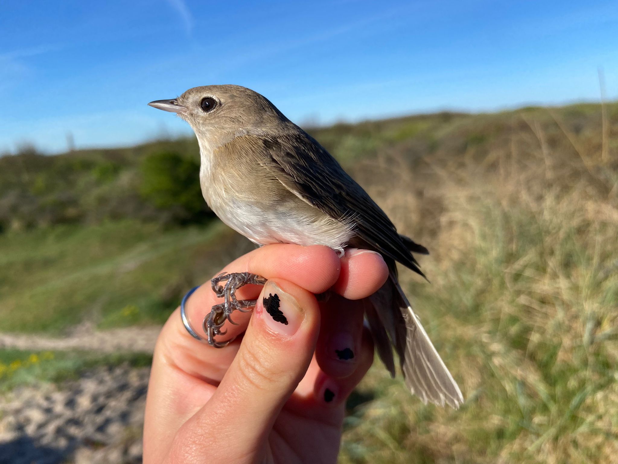 10.05.24 Garden Warbler