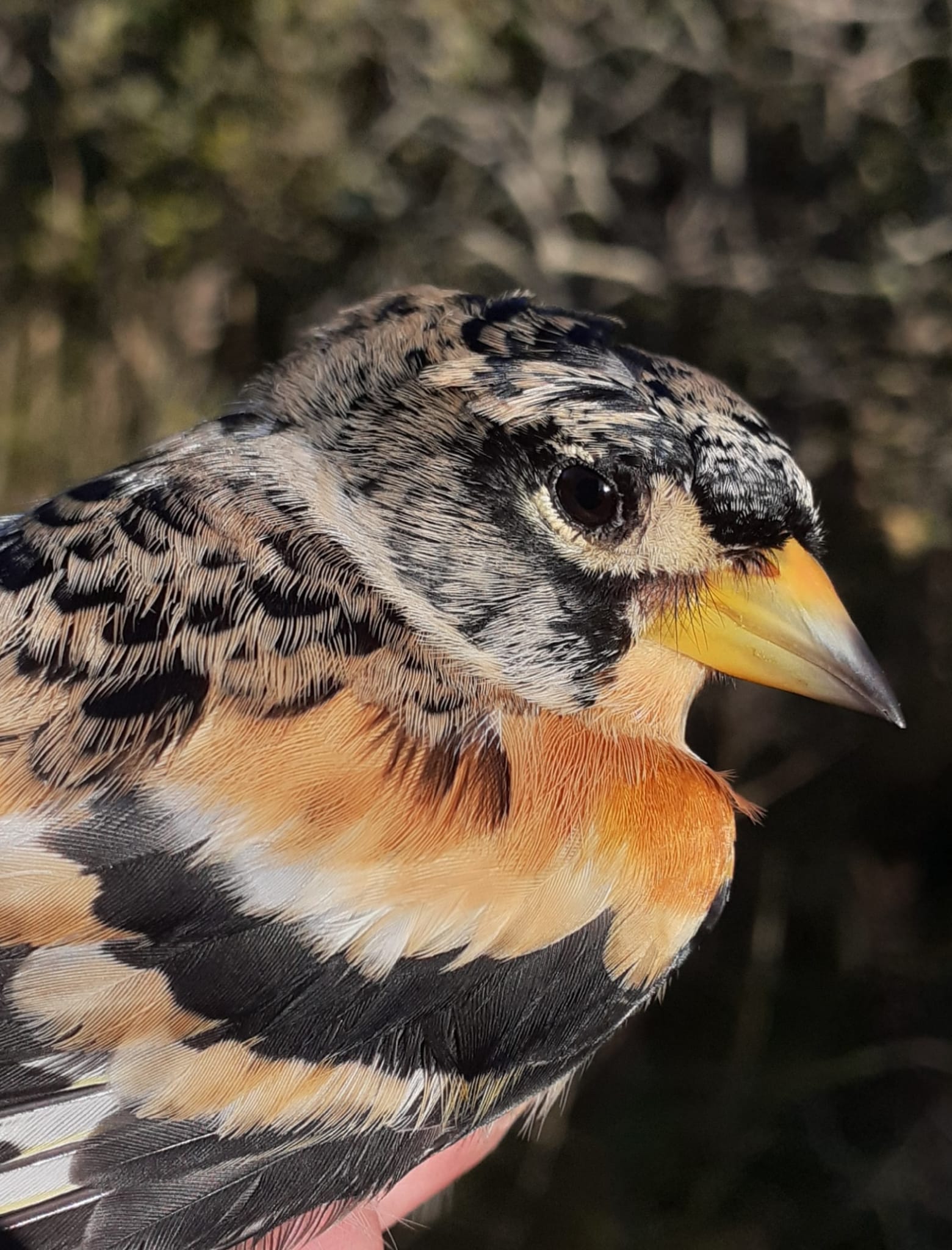 10.10.23 Brambling