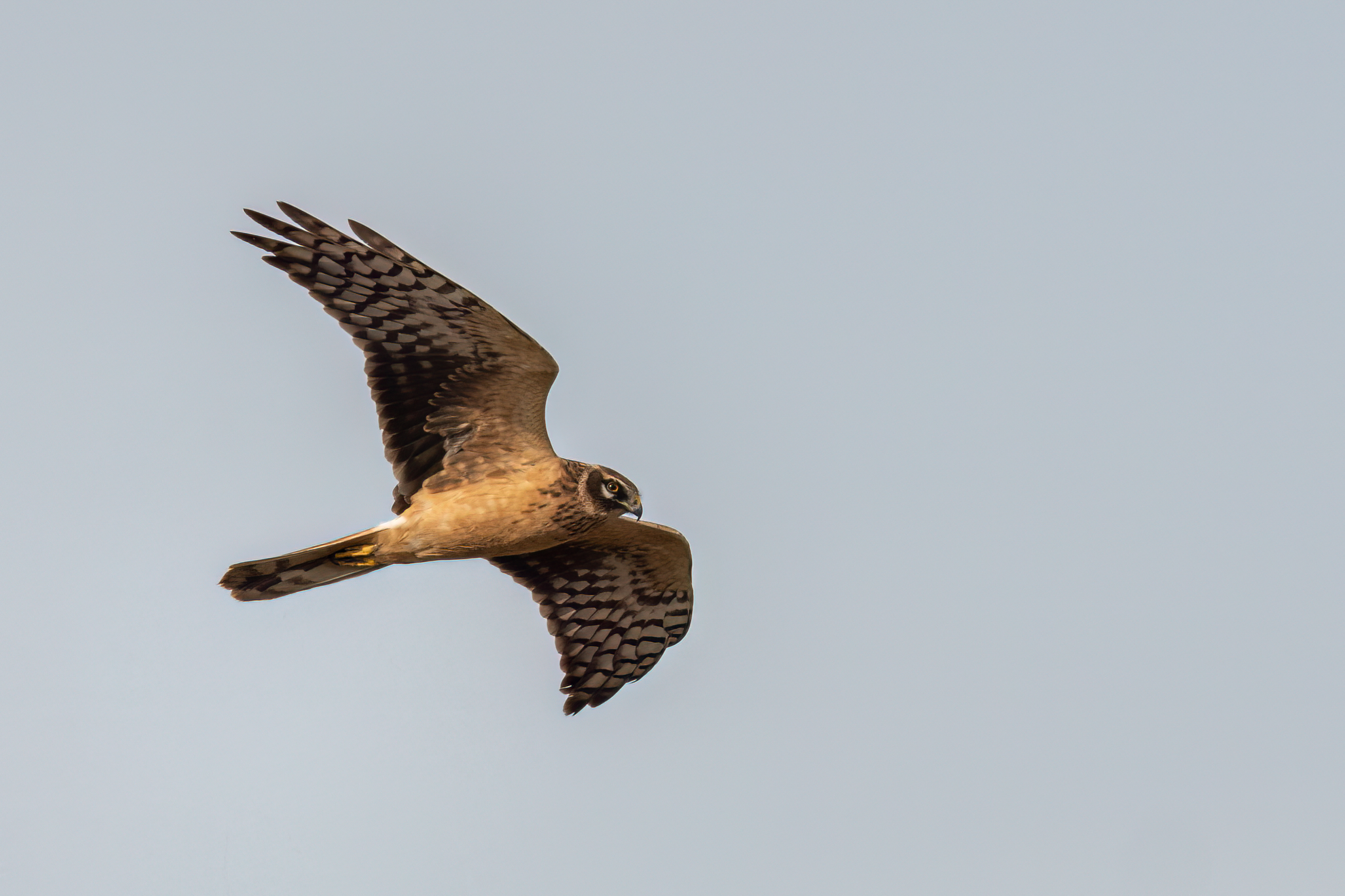 10th April Pallid Harrier