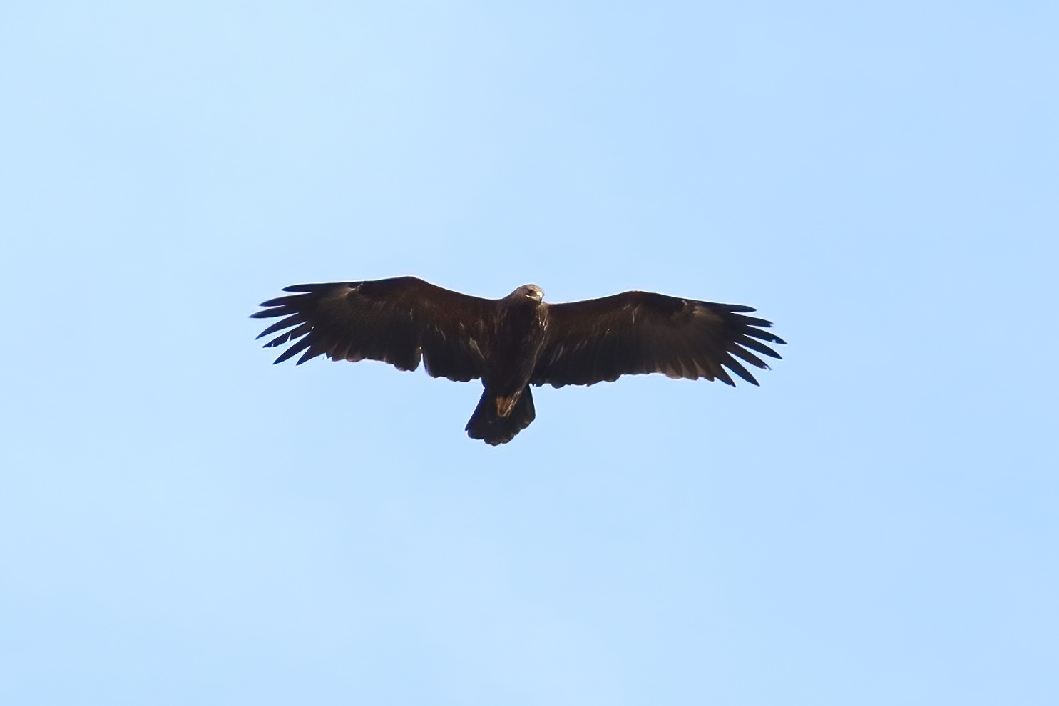 11th April Greater Spotted Eagle
