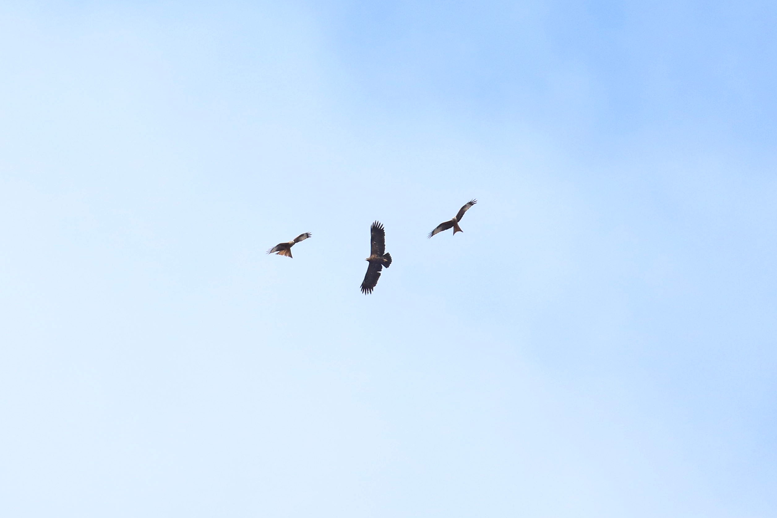 11th April Greater Spotted Eagle 2