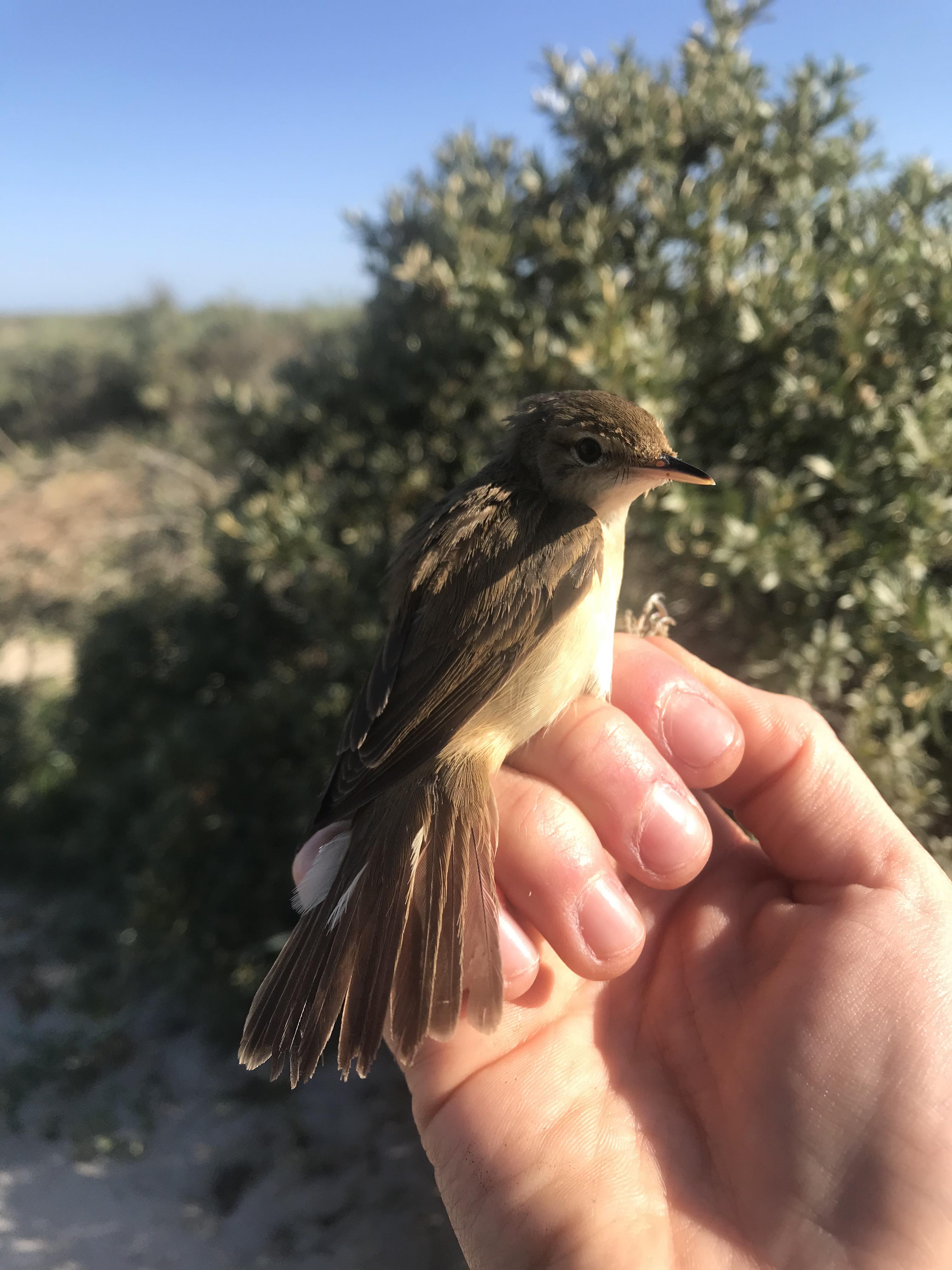 11th June Reed Warbler