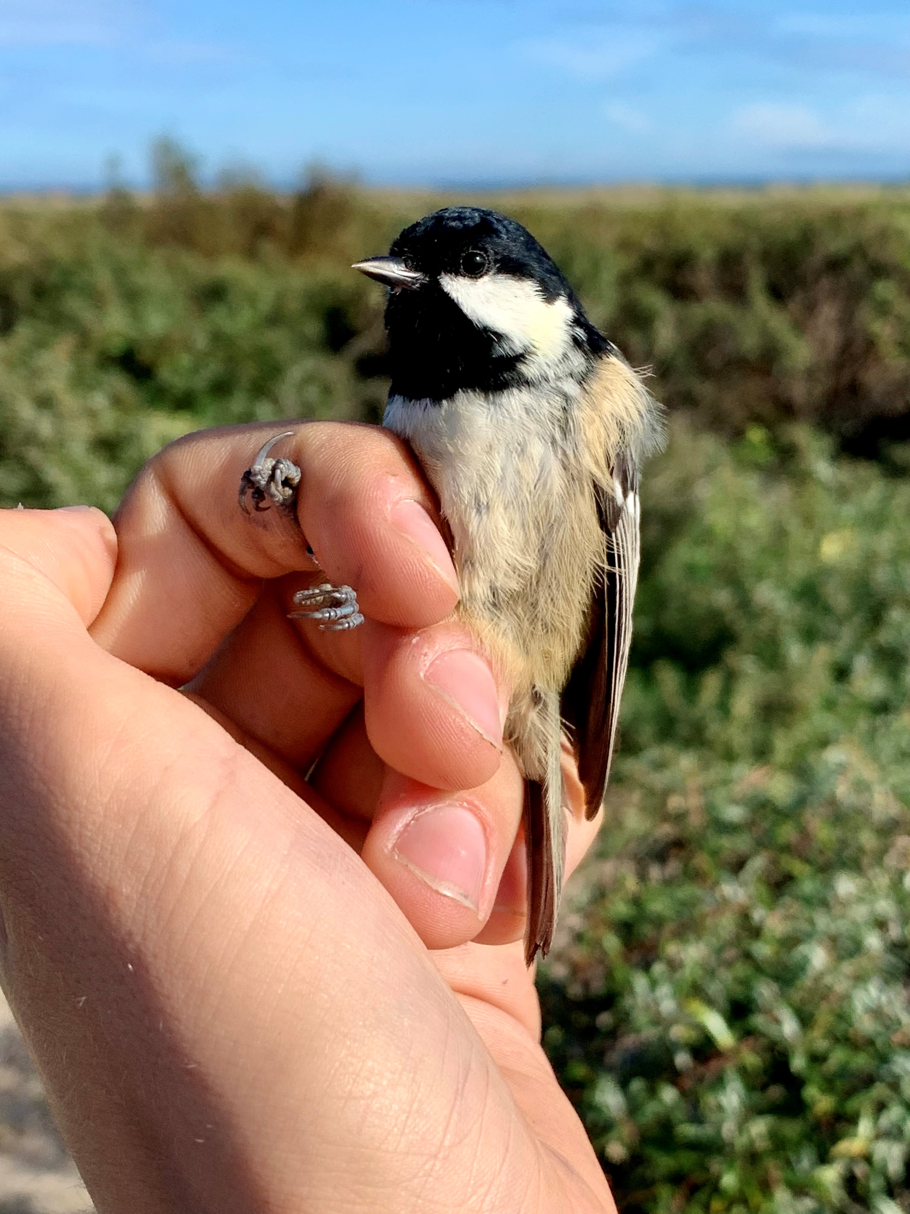 12092023coaltit