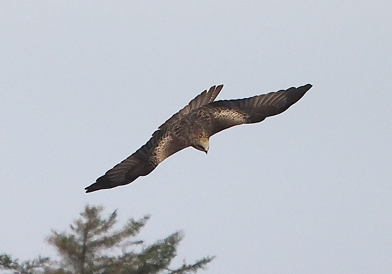 1280Blackkite3004