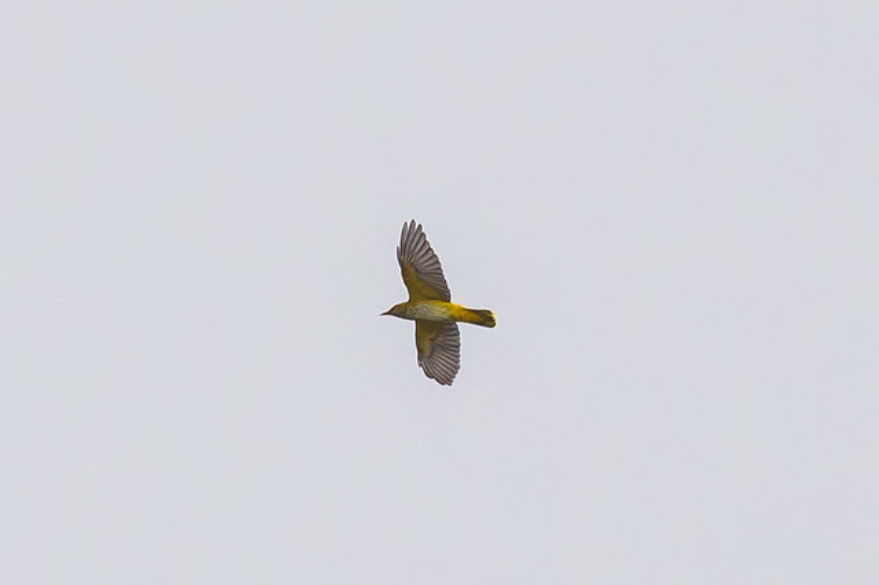 1280GoldenOriole0305