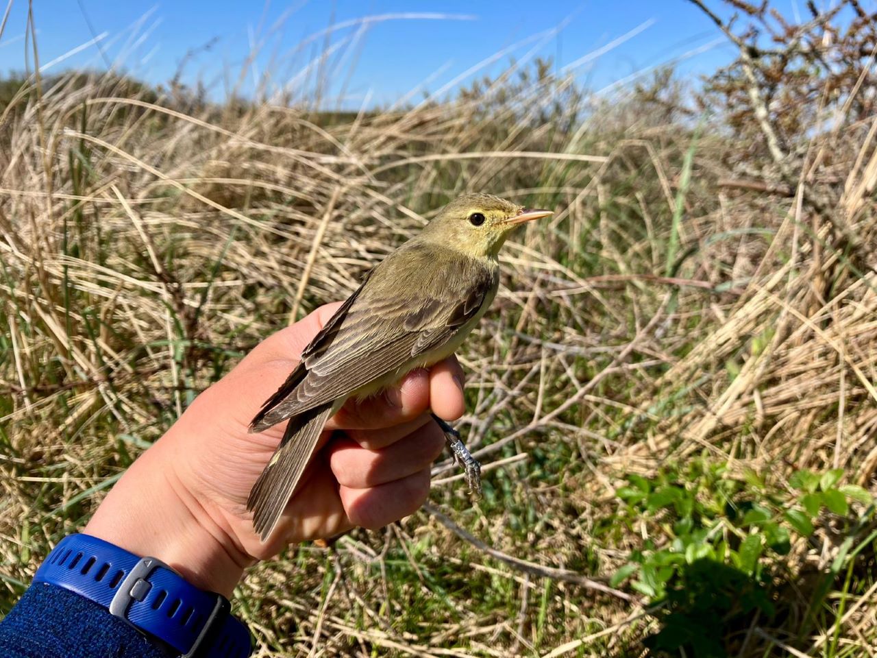 1280IcterineWarbler1905