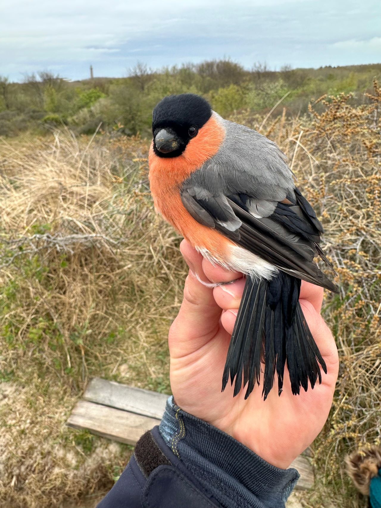 1280MaleBullfinch1305