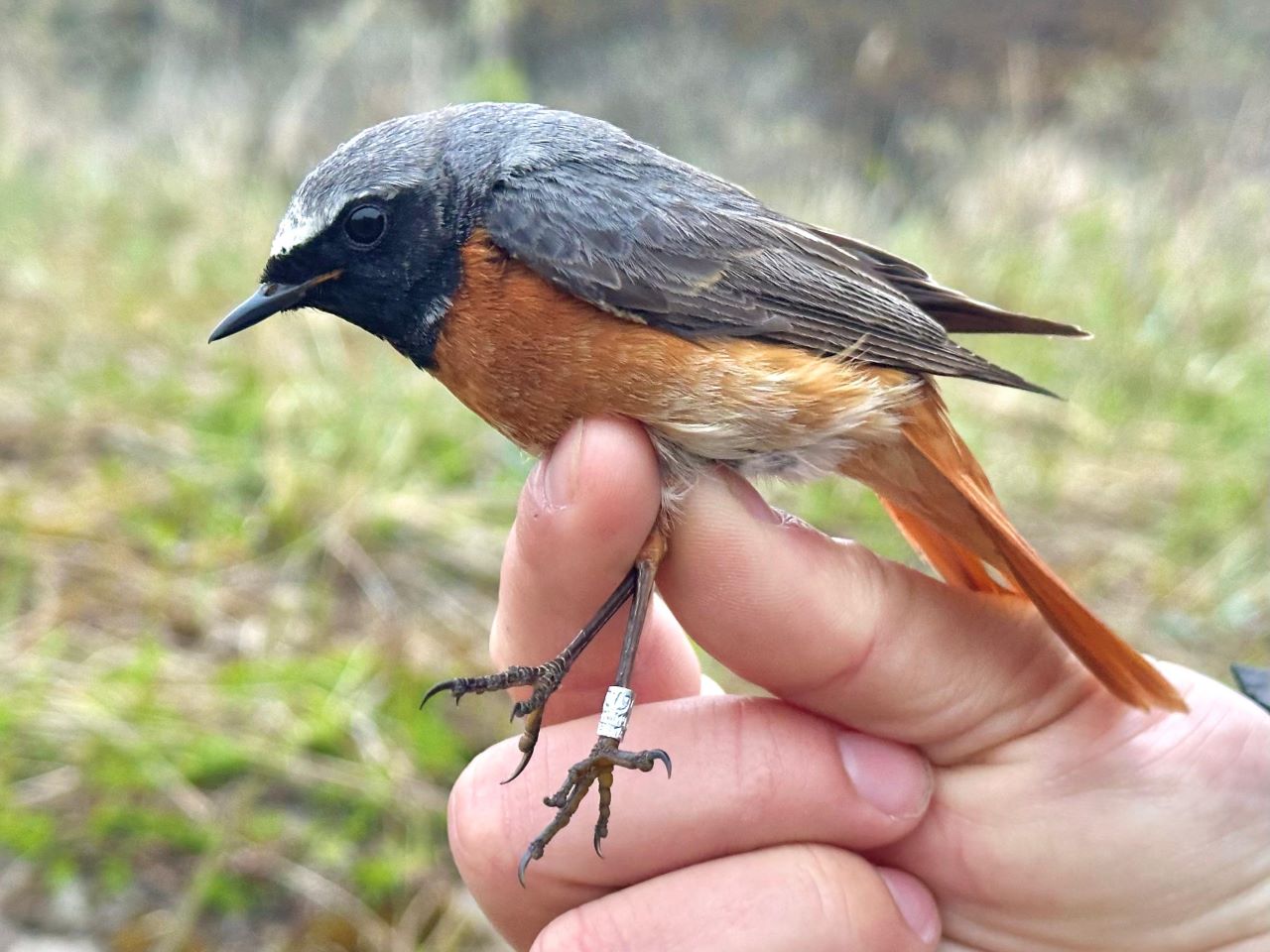 1280Redstart0305