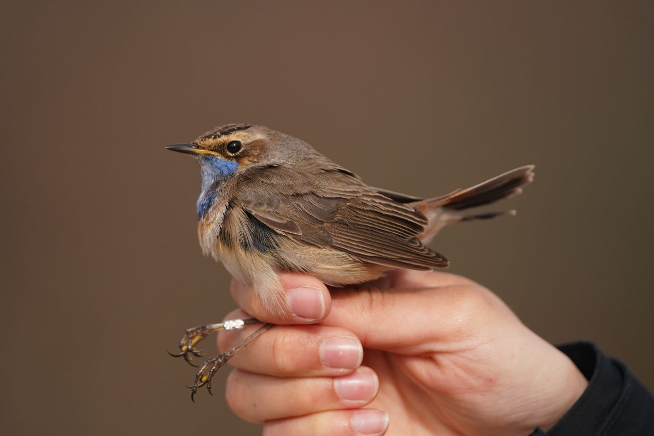 1280WSBluethroat09042026
