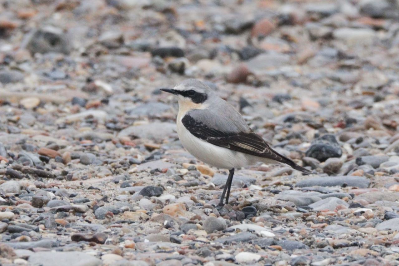 1280Wheatear14042026
