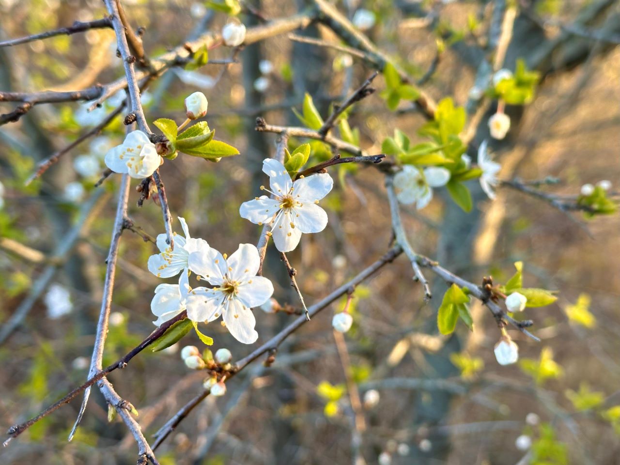 1280Whiteflower3004