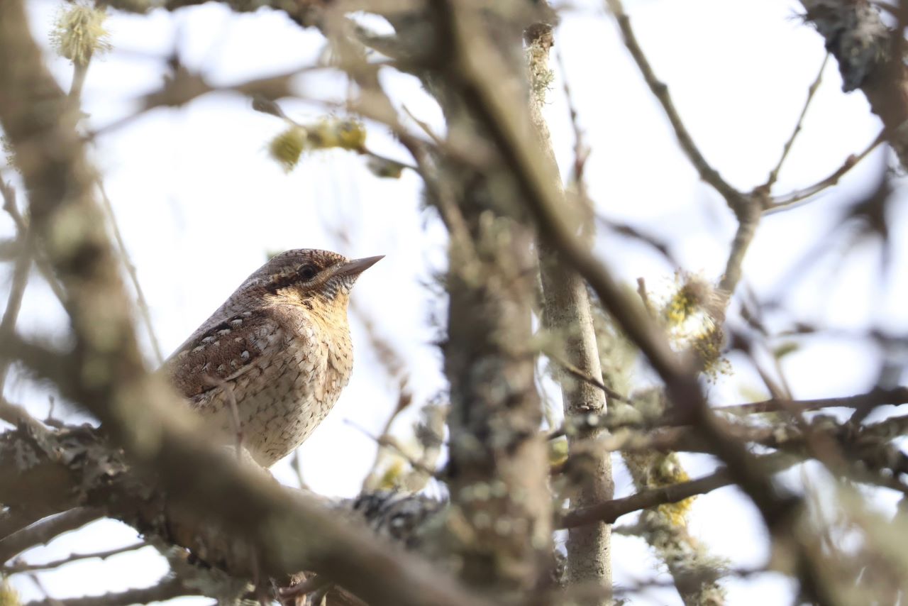 1280Wryneck2204