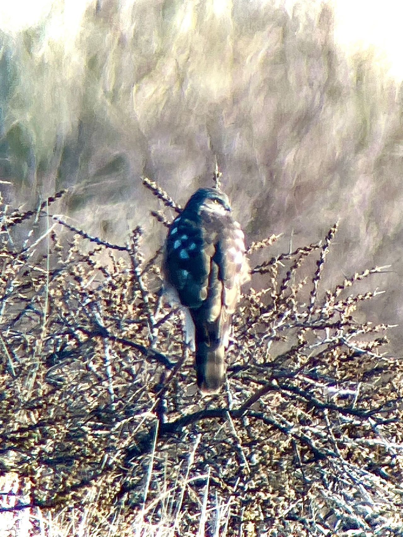 1280leucisticsparrowhawk2204