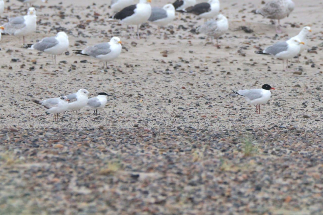 1280medgulls0406