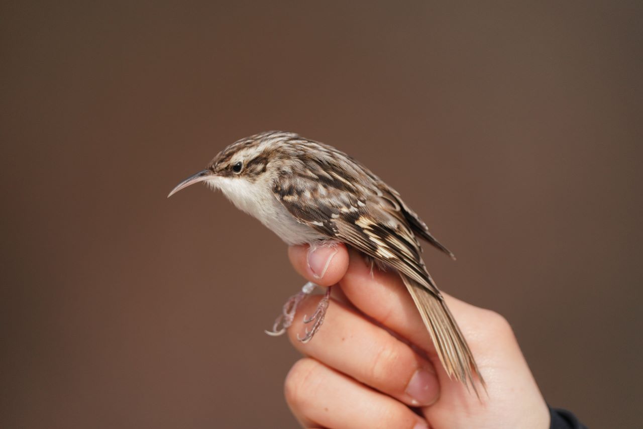 1280treecreeper09042026