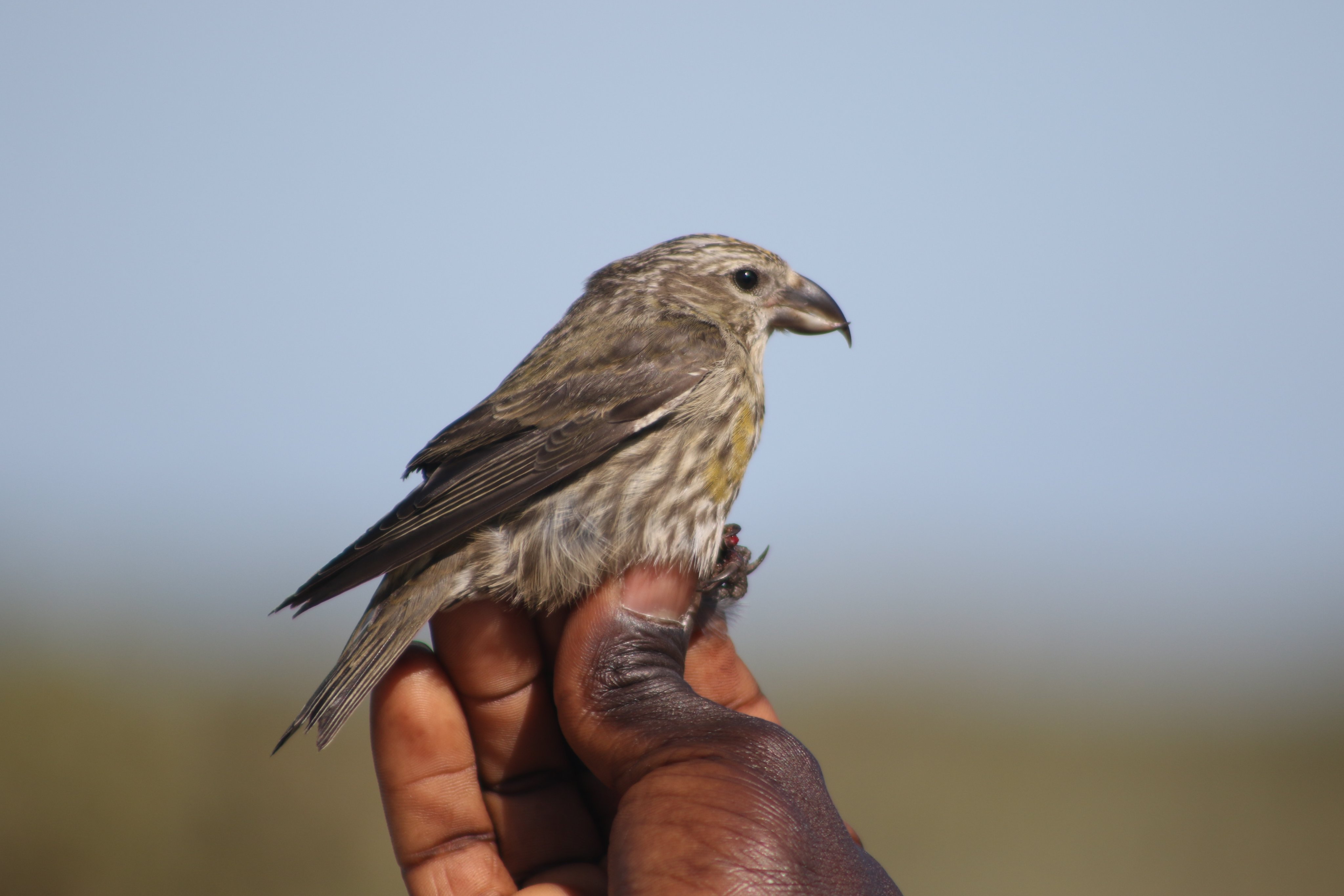 12th June Common Crossbill