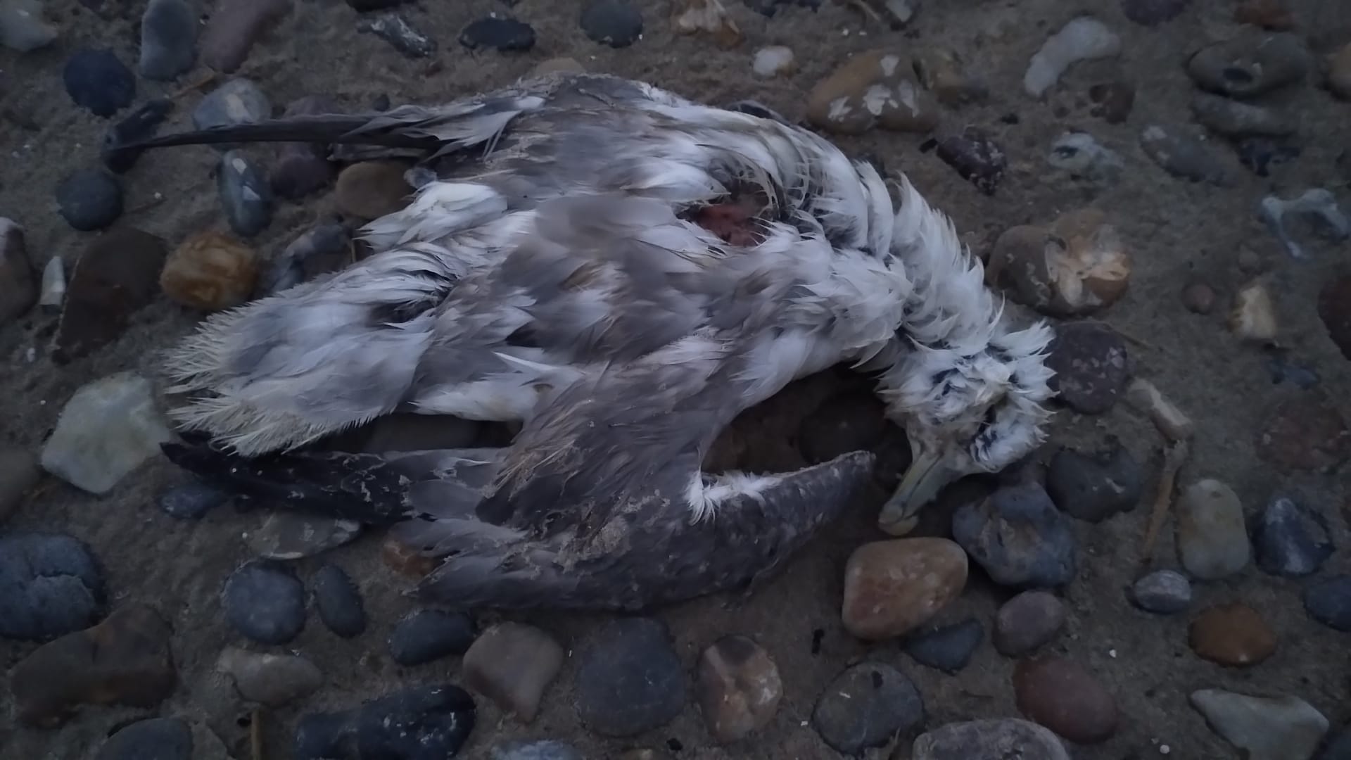 13 03 25 Dead Fulmar