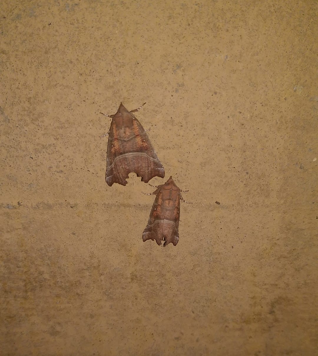 13 03 25 Scoliopteryx libatrix Herald Moth