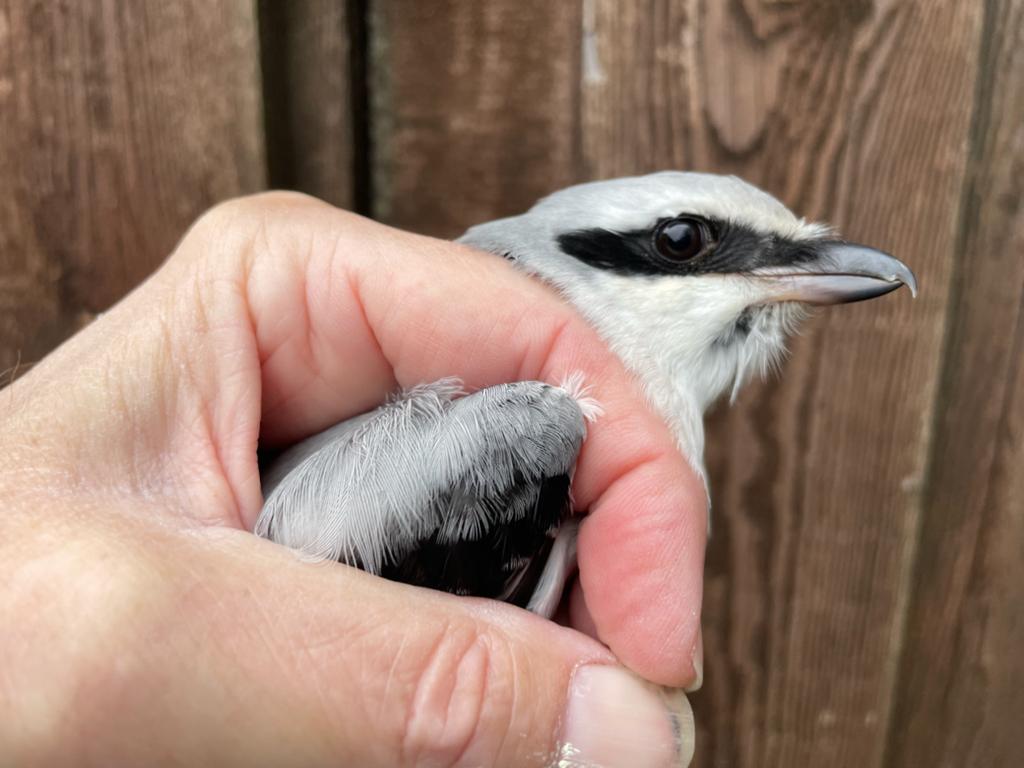 13.10.23 Great grey shrike