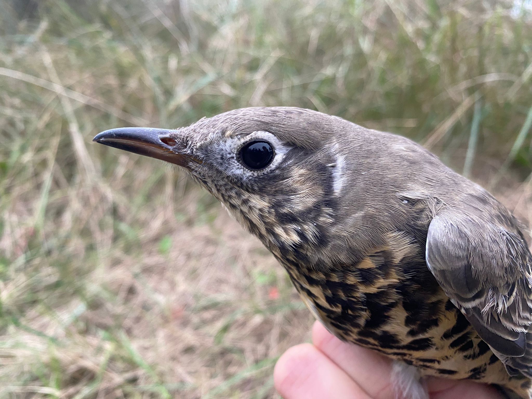 13.10.23 Mistle thrush head