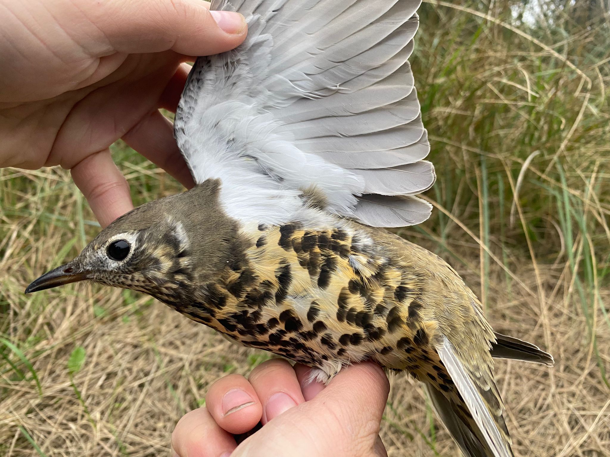 13.10.23 Mistle thrush underwing