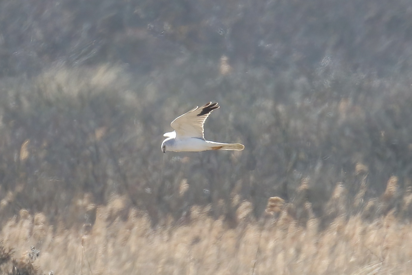 13th April Pallid Harrier