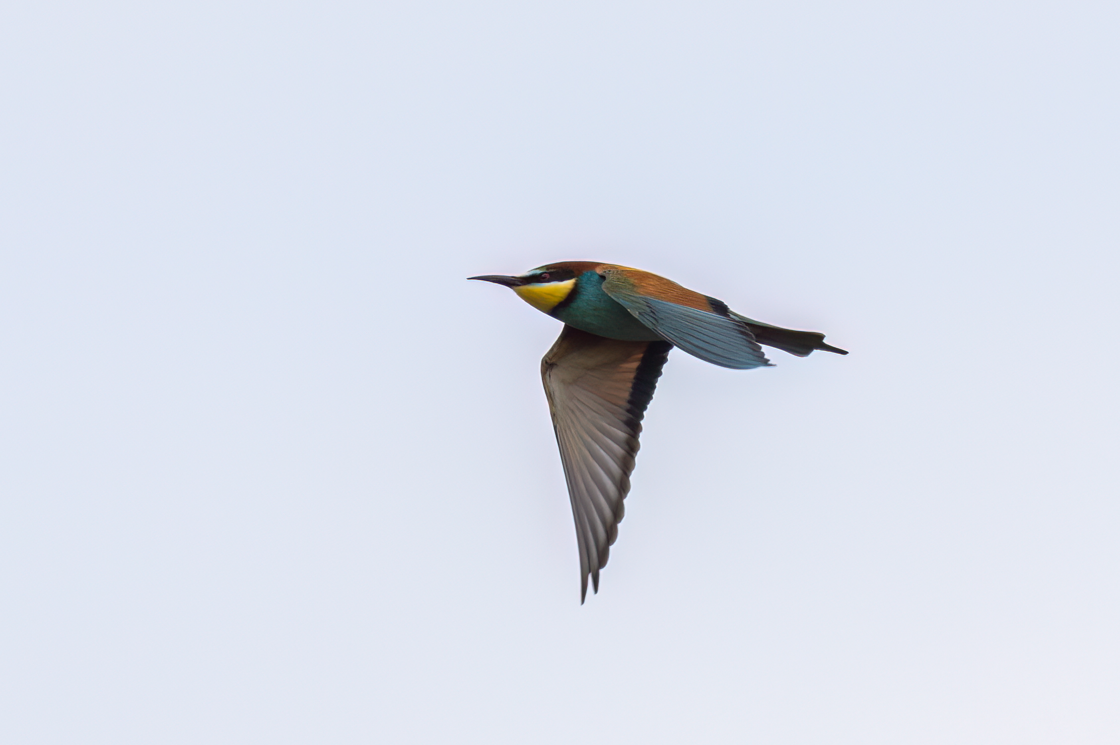 14th May Bee eater