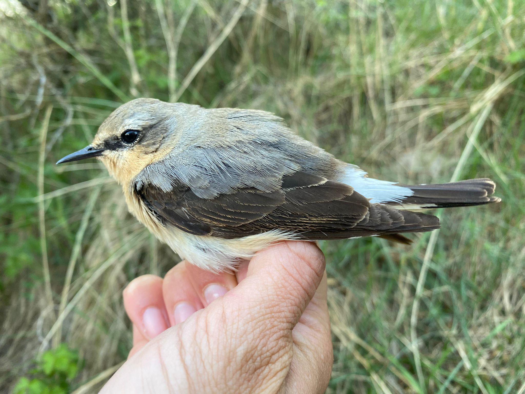 14th May Wheatear