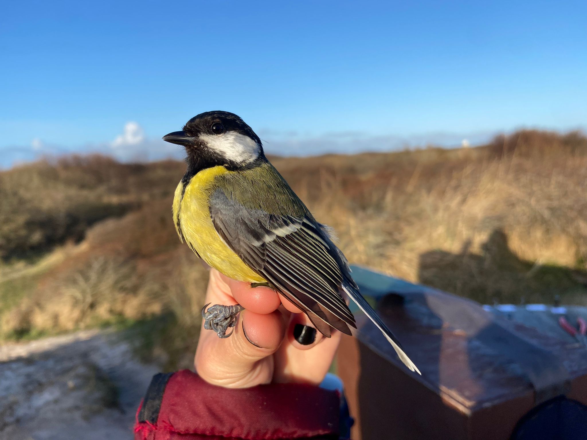 15.04.24 Great Tit