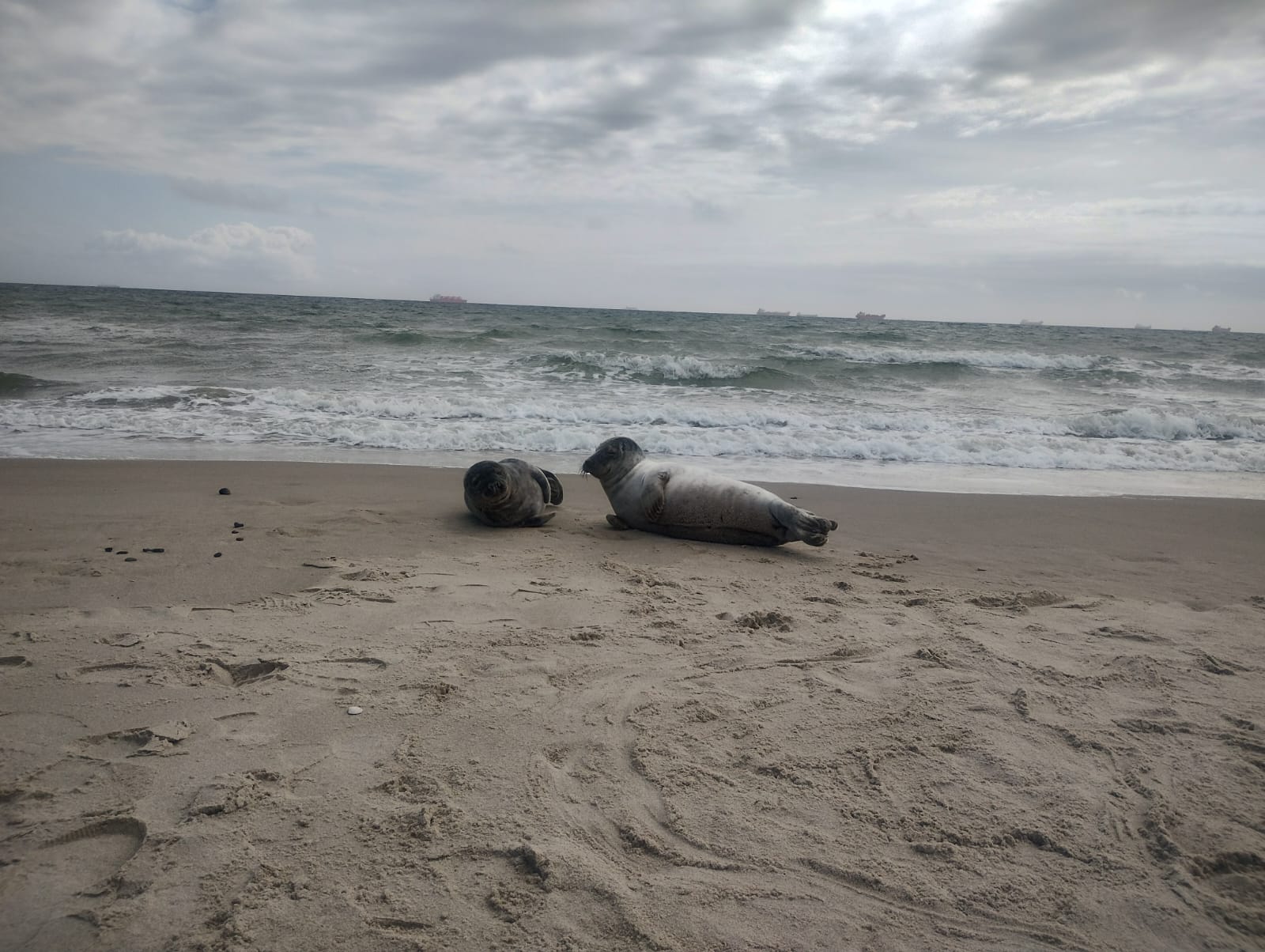 15.04.24 Seals