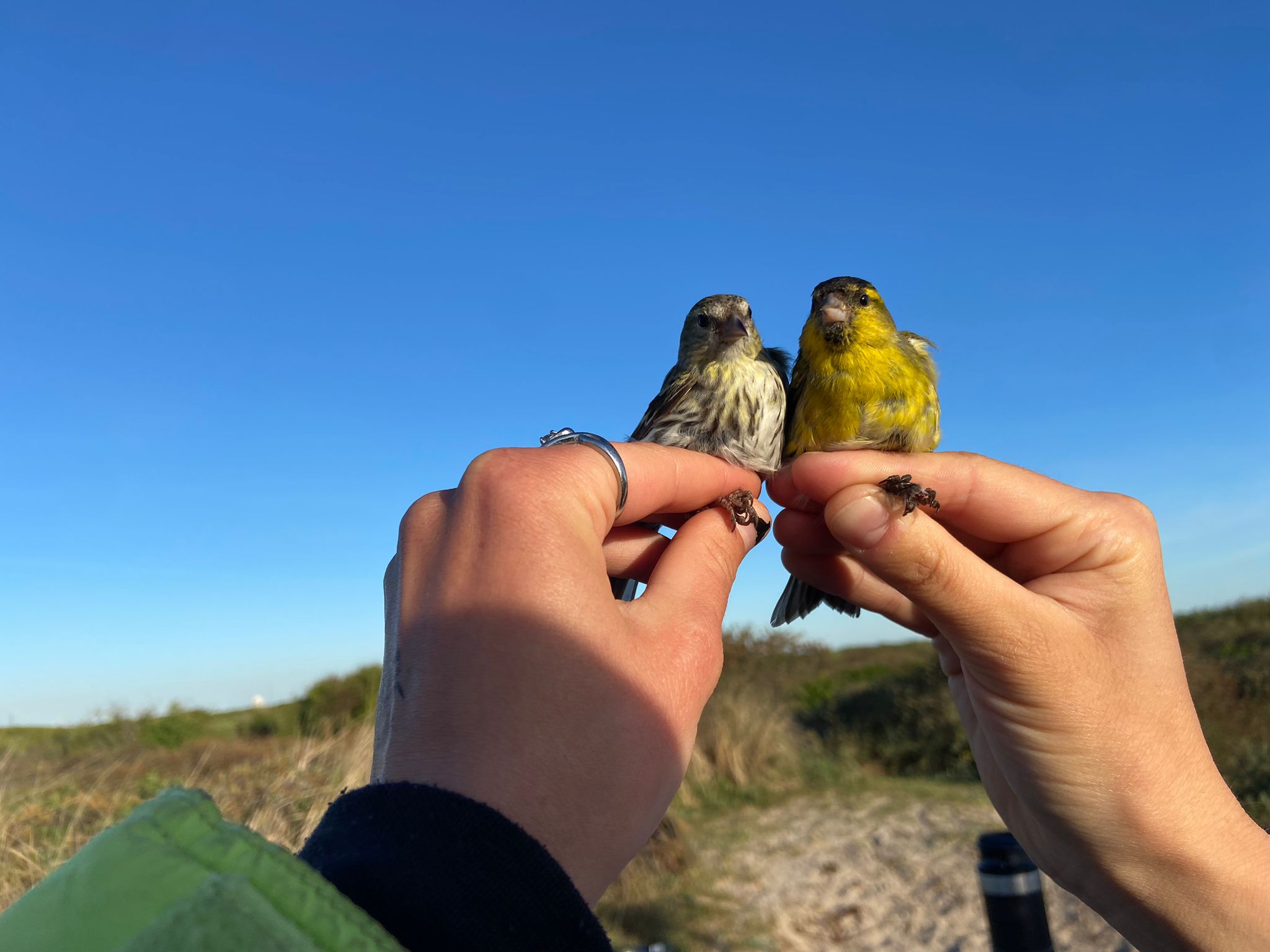 15.05.24 Siskins