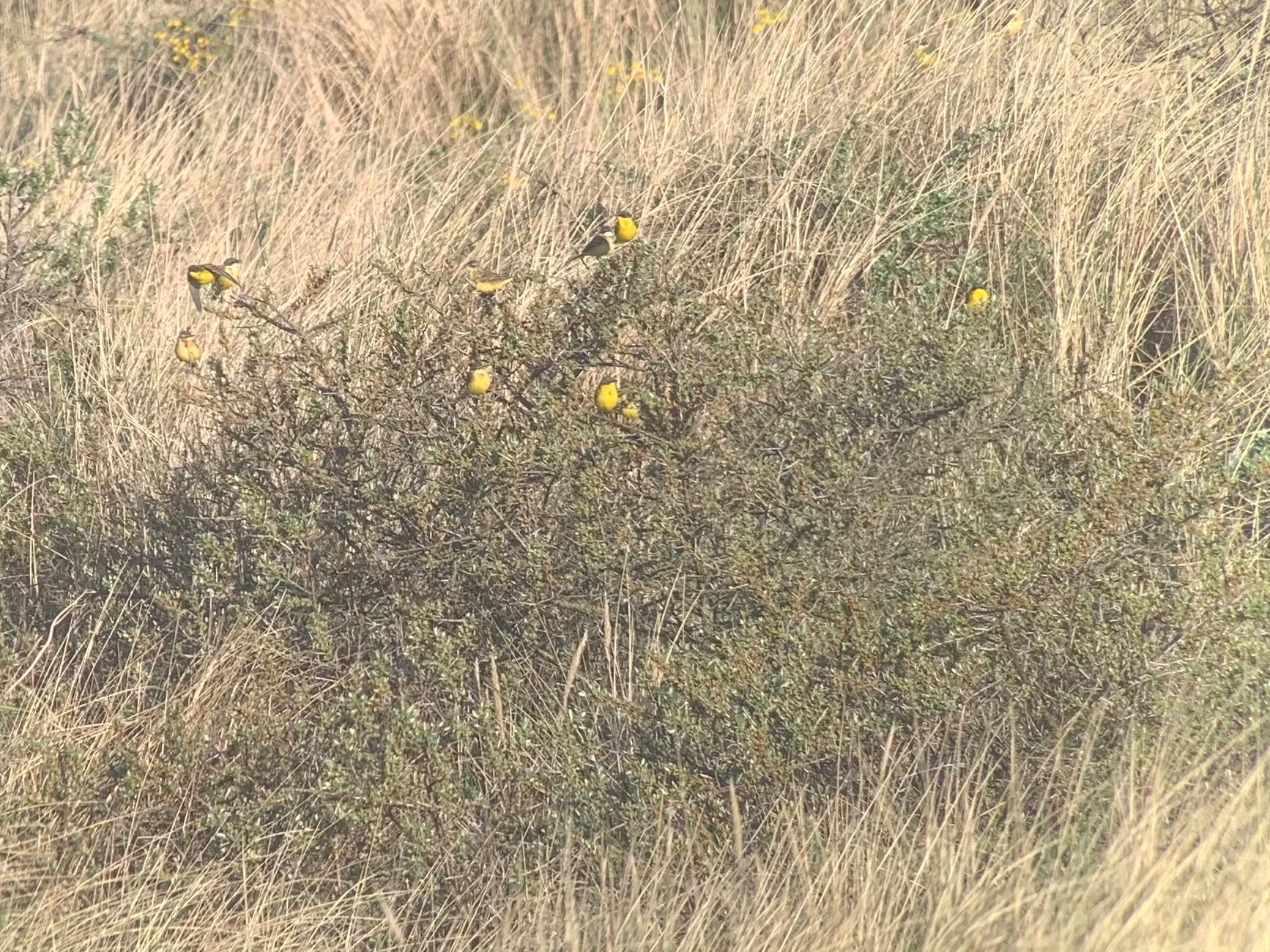 15.05.24 Yellow Wagtails