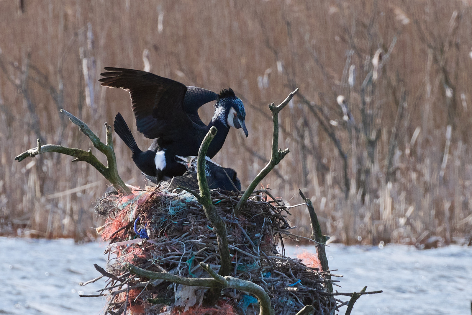 15_March_Cormorant.jpg