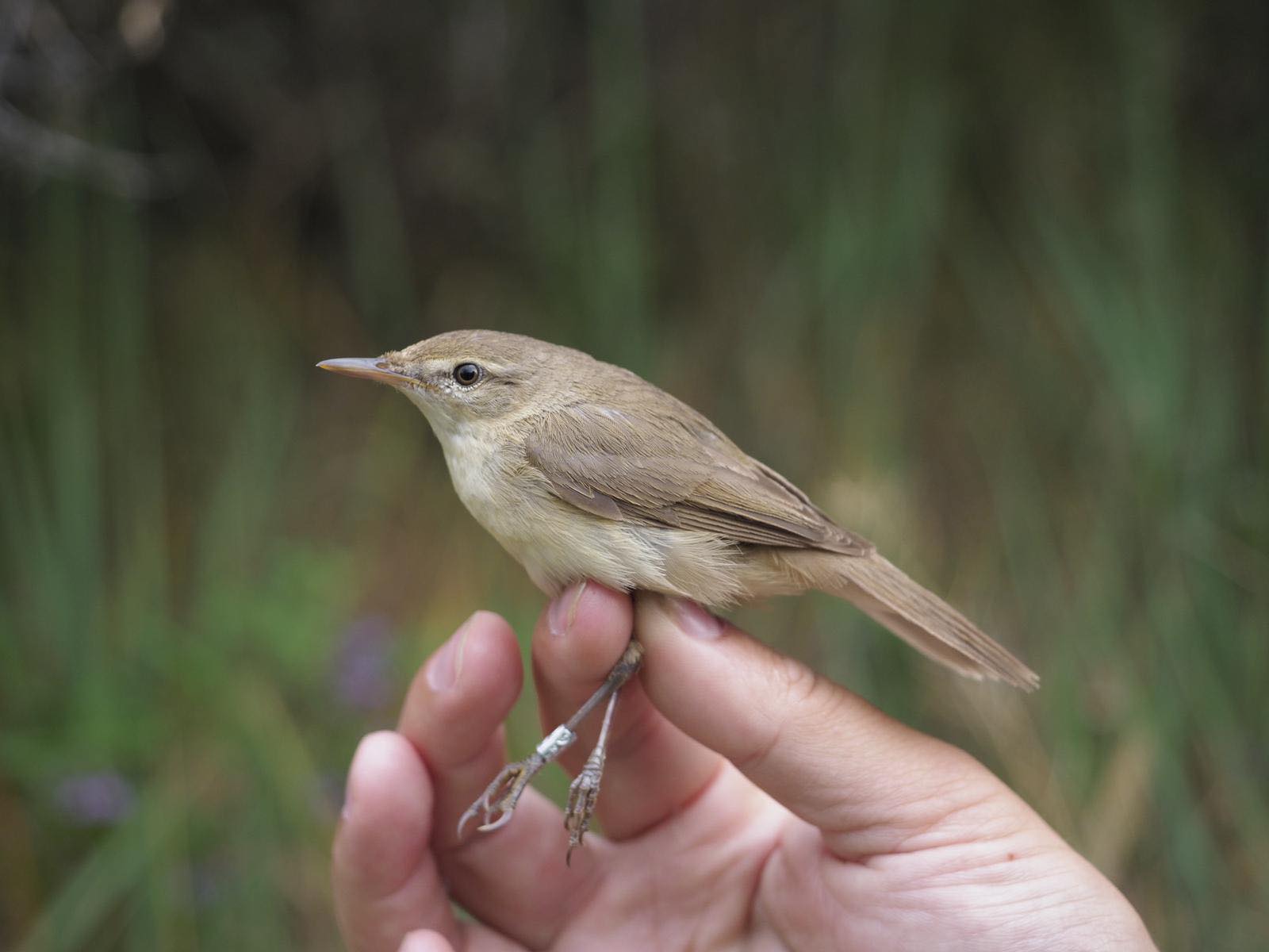 15t June Blyths Reed Warbler