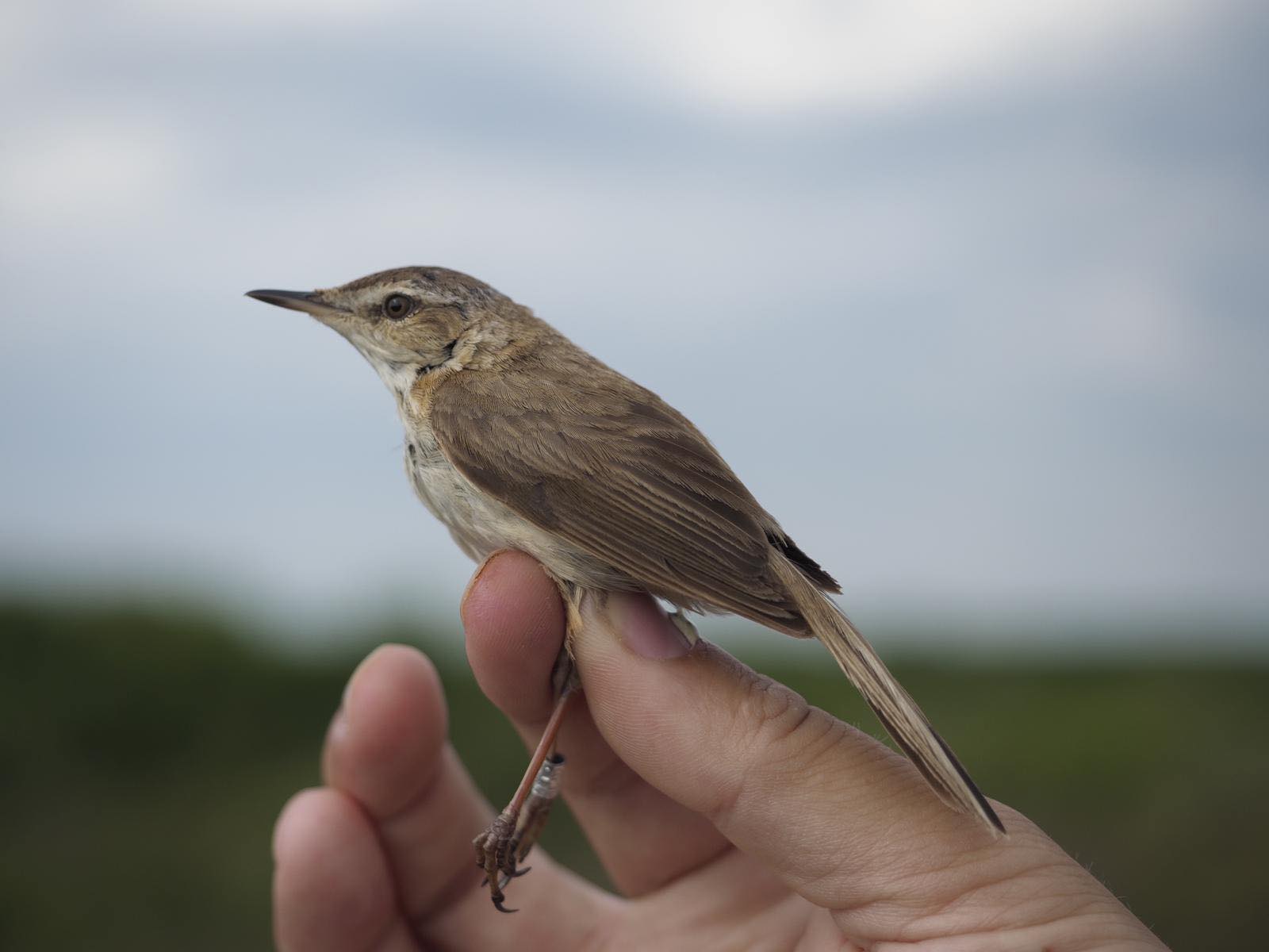 15th June Paddyfield Warbler