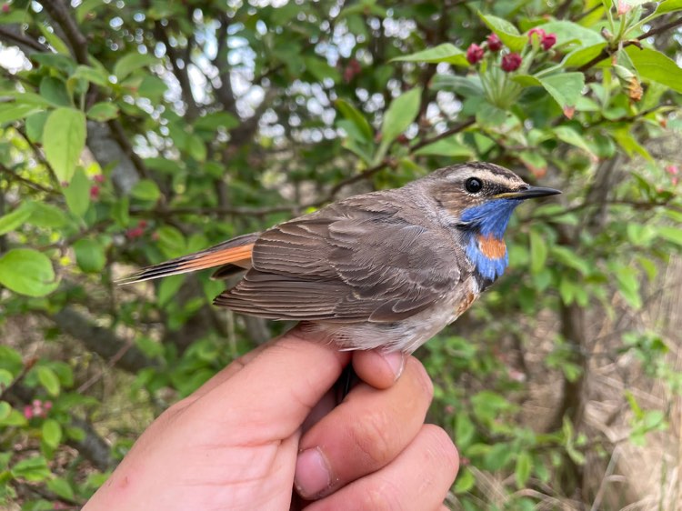 15th May Bluethroat