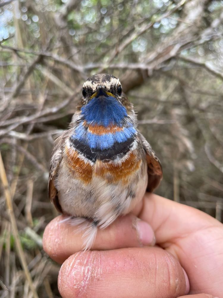 15th May Bluethroat 3