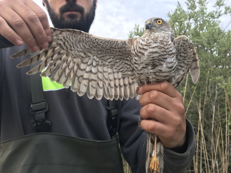 15th May Sparrowhawk