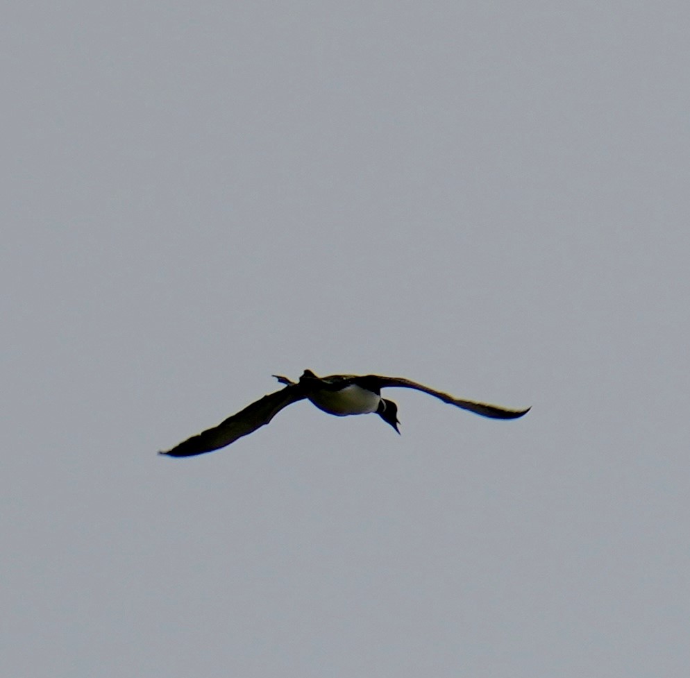 Great Northern Diver