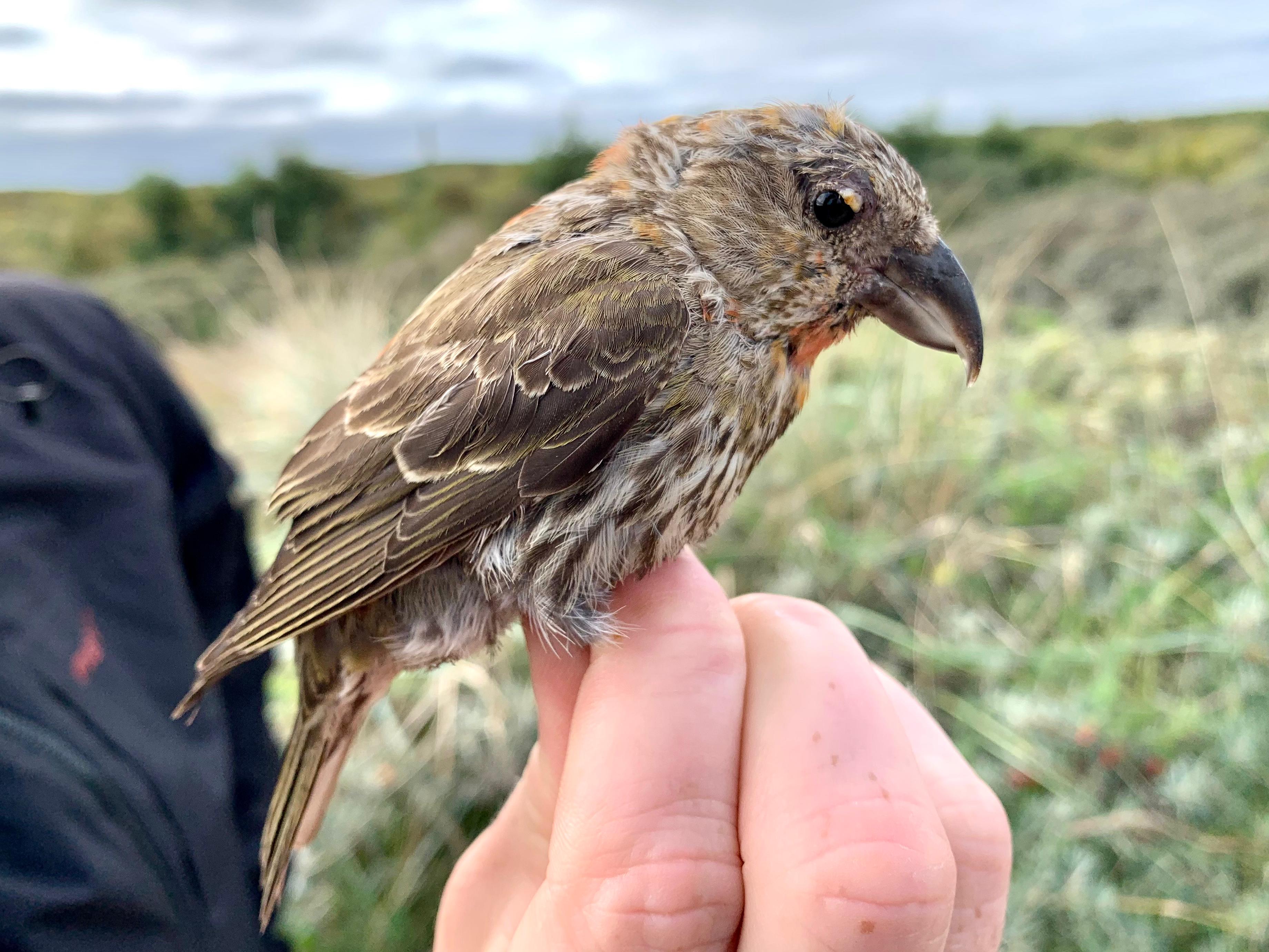 17.09.23 Common crossbill