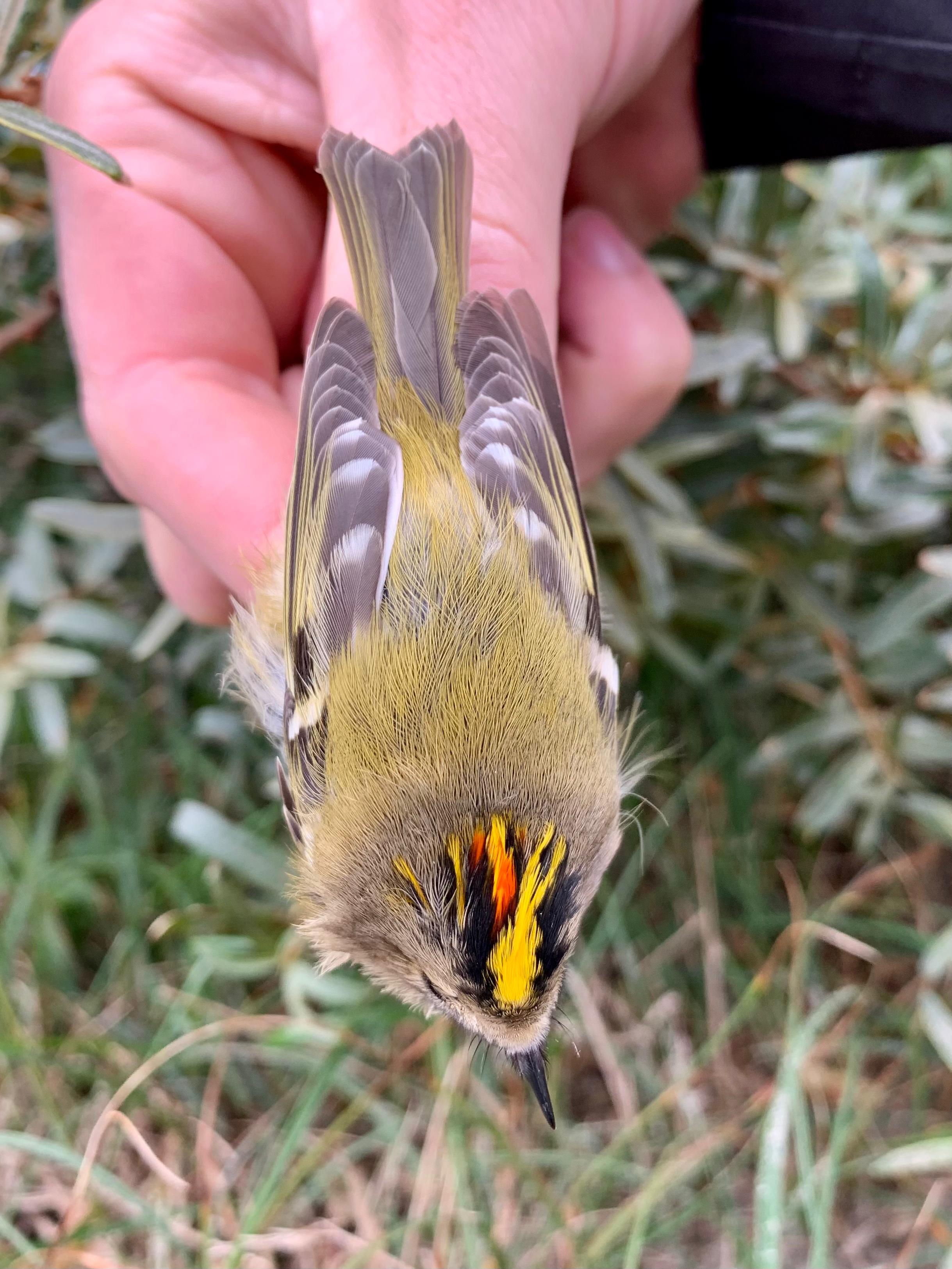 17.09.23 Goldcrest male